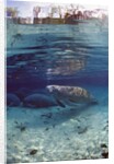 Florida Manatee (Trichechus manatus latirostris), Everglades, Florida, USA by Anonymous