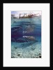 Florida Manatee (Trichechus manatus latirostris), Everglades, Florida, USA by Anonymous