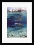 Florida Manatee (Trichechus manatus latirostris), Everglades, Florida, USA by Anonymous