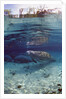 Florida Manatee (Trichechus manatus latirostris), Everglades, Florida, USA by Anonymous