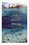 Florida Manatee (Trichechus manatus latirostris), Everglades, Florida, USA by Anonymous