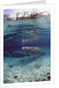 Florida Manatee (Trichechus manatus latirostris), Everglades, Florida, USA by Anonymous