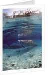 Florida Manatee (Trichechus manatus latirostris), Everglades, Florida, USA by Anonymous