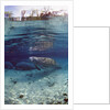 Florida Manatee (Trichechus manatus latirostris), Everglades, Florida, USA by Anonymous
