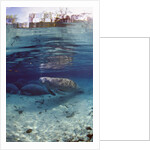 Florida Manatee (Trichechus manatus latirostris), Everglades, Florida, USA by Anonymous
