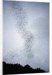 Bats flying from Deer Cave at dusk to feed on insects by Anonymous