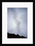 Bats flying from Deer Cave at dusk to feed on insects by Anonymous