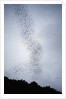 Bats flying from Deer Cave at dusk to feed on insects by Anonymous