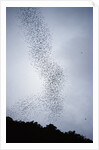 Bats flying from Deer Cave at dusk to feed on insects by Anonymous