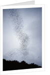 Bats flying from Deer Cave at dusk to feed on insects by Anonymous