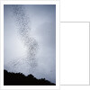 Bats flying from Deer Cave at dusk to feed on insects by Anonymous