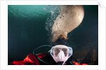 Steller sea lion biting head of photographer Paul Souders by Anonymous