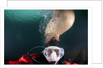 Steller sea lion biting head of photographer Paul Souders by Anonymous