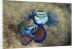Mating Mandarinfish (Synchiropus splendidus), Micronesia, Palau by Anonymous