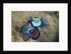Mating Mandarinfish (Synchiropus splendidus), Micronesia, Palau by Anonymous