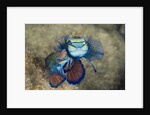 Mating Mandarinfish (Synchiropus splendidus), Micronesia, Palau by Anonymous