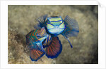 Mating Mandarinfish (Synchiropus splendidus), Micronesia, Palau by Anonymous