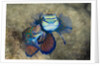 Mating Mandarinfish (Synchiropus splendidus), Micronesia, Palau by Anonymous