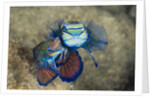 Mating Mandarinfish (Synchiropus splendidus), Micronesia, Palau by Anonymous