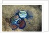Mating Mandarinfish (Synchiropus splendidus), Micronesia, Palau by Anonymous