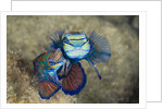 Mating Mandarinfish (Synchiropus splendidus), Micronesia, Palau by Anonymous
