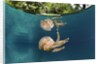 Mastigias Jellyfish (Matigias papua), Risong Bay, Micronesia, Palau by Anonymous