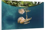 Mastigias Jellyfish (Matigias papua), Risong Bay, Micronesia, Palau by Anonymous