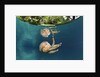 Mastigias Jellyfish (Matigias papua), Risong Bay, Micronesia, Palau by Anonymous