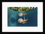 Mastigias Jellyfish (Matigias papua), Risong Bay, Micronesia, Palau by Anonymous