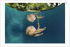 Mastigias Jellyfish (Matigias papua), Risong Bay, Micronesia, Palau by Anonymous