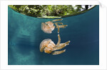 Mastigias Jellyfish (Matigias papua), Risong Bay, Micronesia, Palau by Anonymous