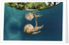 Mastigias Jellyfish (Matigias papua), Risong Bay, Micronesia, Palau by Anonymous