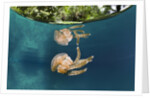 Mastigias Jellyfish (Matigias papua), Risong Bay, Micronesia, Palau by Anonymous