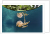 Mastigias Jellyfish (Matigias papua), Risong Bay, Micronesia, Palau by Anonymous