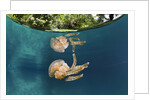 Mastigias Jellyfish (Matigias papua), Risong Bay, Micronesia, Palau by Anonymous