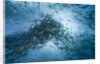 Large school of Rudderfish laying eggs in open water (Kyphosus cinerascens) by Anonymous