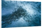 Large school of Rudderfish laying eggs in open water (Kyphosus cinerascens) by Anonymous