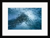 Large school of Rudderfish laying eggs in open water (Kyphosus cinerascens) by Anonymous