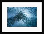 Large school of Rudderfish laying eggs in open water (Kyphosus cinerascens) by Anonymous