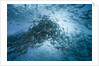 Large school of Rudderfish laying eggs in open water (Kyphosus cinerascens) by Anonymous