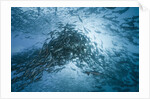 Large school of Rudderfish laying eggs in open water (Kyphosus cinerascens) by Anonymous