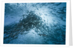 Large school of Rudderfish laying eggs in open water (Kyphosus cinerascens) by Anonymous