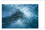 Large school of Rudderfish laying eggs in open water (Kyphosus cinerascens) by Anonymous