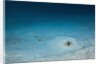Cowtail Sting Ray camouflaged on the sandy ocean floor (Pastinachus sephen) by Anonymous