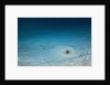 Cowtail Sting Ray camouflaged on the sandy ocean floor (Pastinachus sephen) by Anonymous