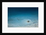 Cowtail Sting Ray camouflaged on the sandy ocean floor (Pastinachus sephen) by Anonymous