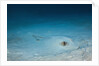 Cowtail Sting Ray camouflaged on the sandy ocean floor (Pastinachus sephen) by Anonymous