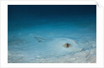Cowtail Sting Ray camouflaged on the sandy ocean floor (Pastinachus sephen) by Anonymous