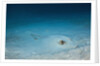 Cowtail Sting Ray camouflaged on the sandy ocean floor (Pastinachus sephen) by Anonymous