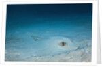 Cowtail Sting Ray camouflaged on the sandy ocean floor (Pastinachus sephen) by Anonymous